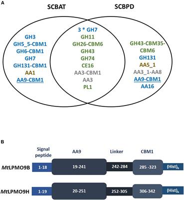 Evaluation of the Enzymatic Arsenal Secreted by Myceliophthora thermophila During Growth on Sugarcane Bagasse With a Focus on LPMOs